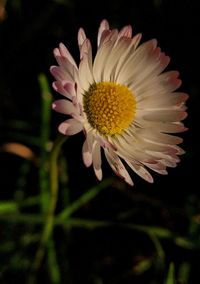 Close-up of daisy flower