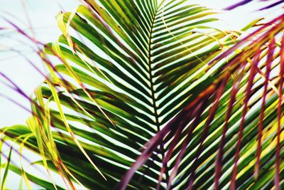 Low angle view of plants