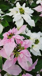 Close-up of flowers