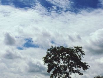 Low angle view of tree against sky