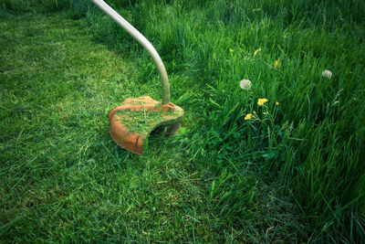 High angle view of mushroom growing on field