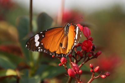 Close-up of butterfly on flower