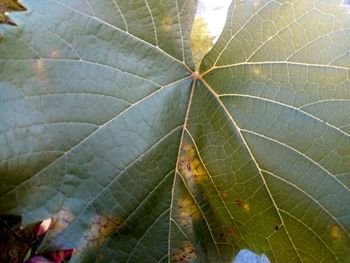 Close-up of fresh green leaf