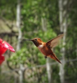 Close-up of bird flying over red feeder