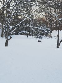 Bare trees on snow covered landscape