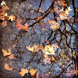Leaves on tree branch