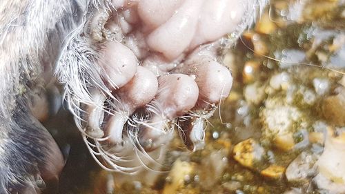 Close-up of wet hand