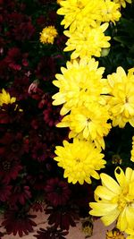 Close-up of yellow flowers blooming outdoors