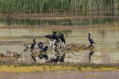 View of birds perching on lake