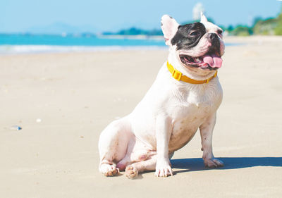 French bulldog sitting at beach