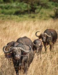 Buffalo standing on field