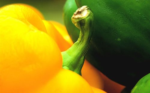 Close-up of flower