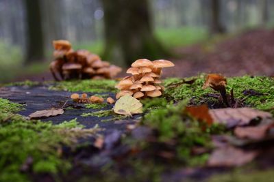 Close-up of mushroom growing in forest