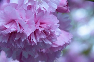 Close-up of pink flower petals
