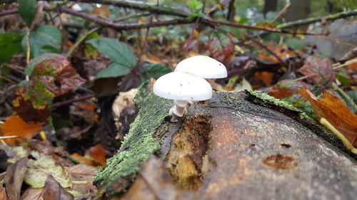 Close-up of mushroom growing on tree in forest