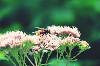 Close-up of bee pollinating on flower