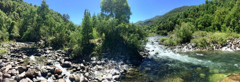 Scenic view of river amidst trees against sky