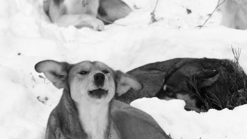 Close-up portrait of dog