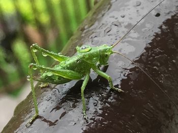 Close-up of insect on leaf