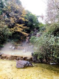 Scenic view of waterfall in forest