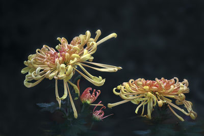 Close-up of pink flowers blooming against black background