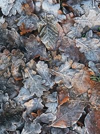 Full frame shot of autumn leaves