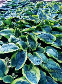 Full frame shot of green leaves