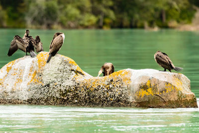 Four cormorants on a rock