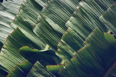 Full frame shot of green leaf