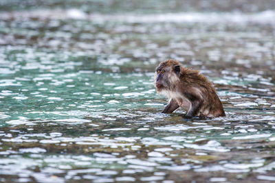 Monkey looking away in water