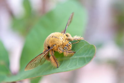 Close-up of insect on leaf
