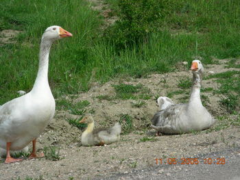 View of birds on field