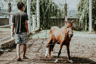 Rear view of man riding horse on field