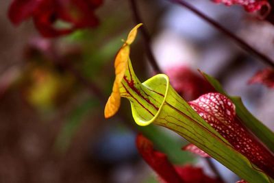 Close-up of yellow flower