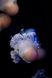 jellyfish