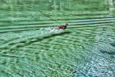 High angle view of man swimming in sea