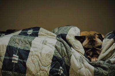 Dog relaxing on bed