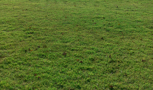 Full frame shot of grassy field