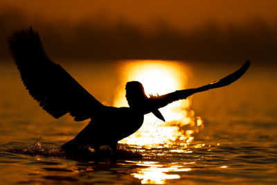 Bird flying over lake