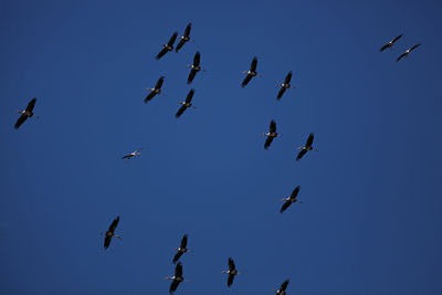 Low angle view of birds flying in sky