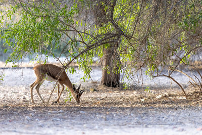 Young sand gazelle in the nature in uae