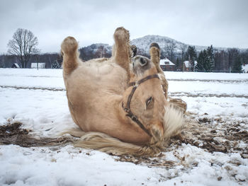 View of a sheep on snow covered land