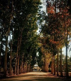 Road amidst trees during autumn