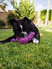 Close-up of dog on grass