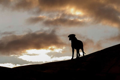 Low angle view of silhouette dog on mountain against cloudy sky