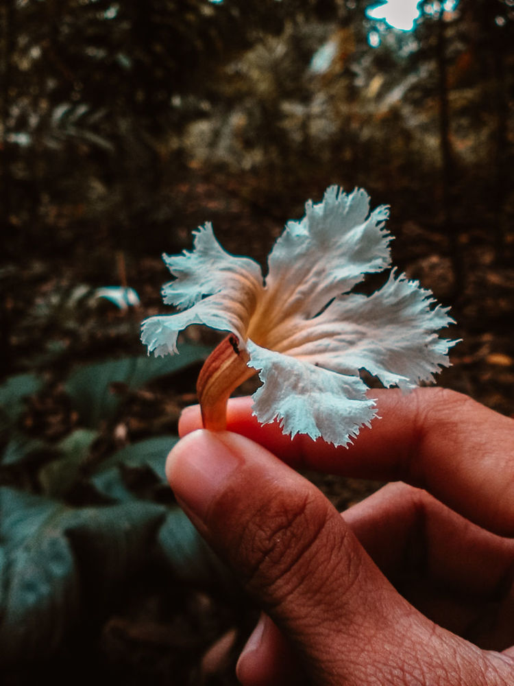 CLOSE-UP OF HAND HOLDING FLOWER AGAINST BLURRED BACKGROUND