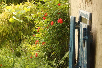 Close-up of red flowers on wood