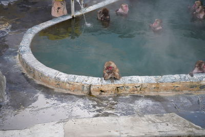 High angle view of monkey swimming in lake