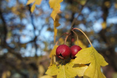 Close-up of strawberry growing on tree