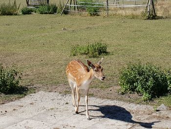 Deer standing on field